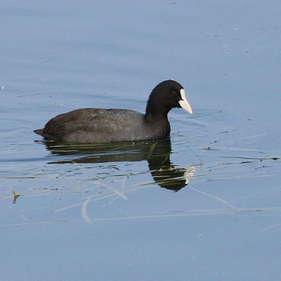 Common Coot